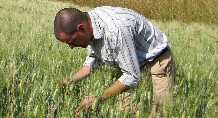 Pablo Olivera Firpo examines stems in a field